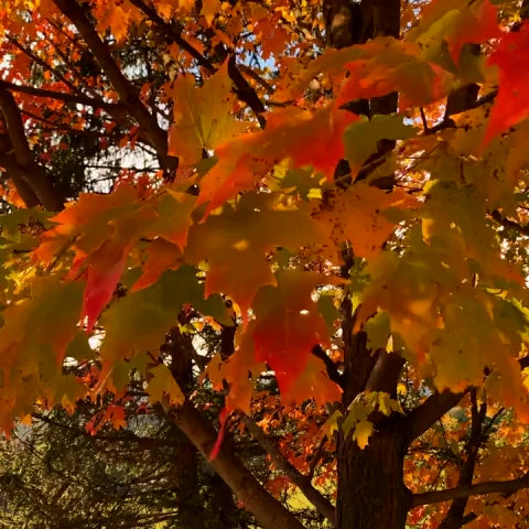 Autumn Woods
