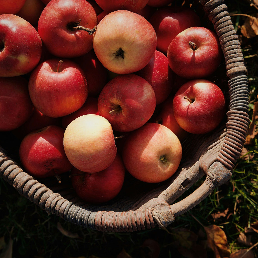 Fall Harvest