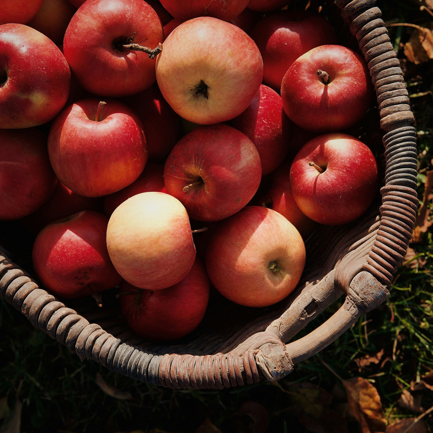 Fall Harvest